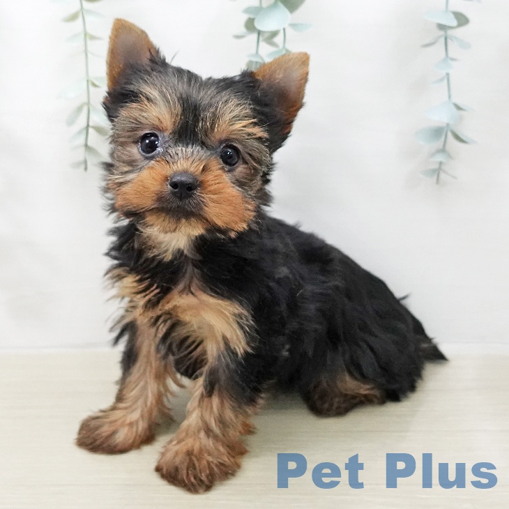 ヨークシャー・テリアの写真2