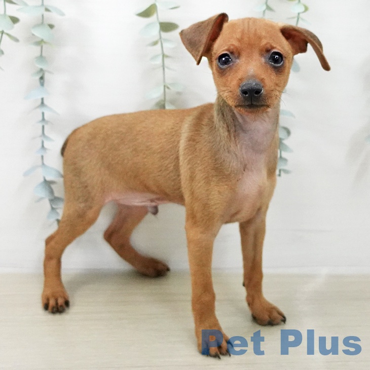 ミニチュア・ピンシャー