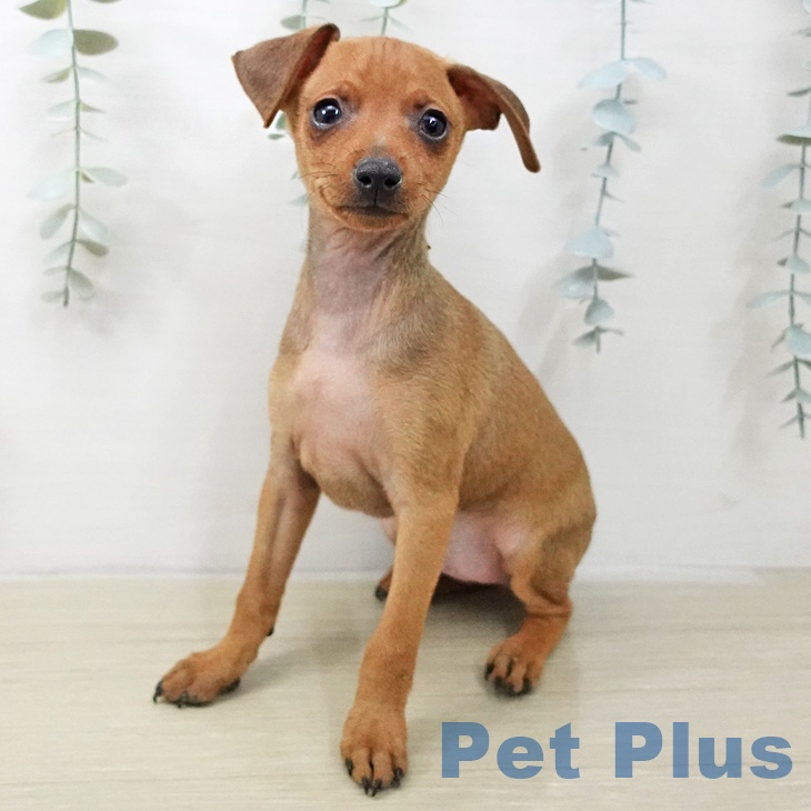 ミニチュア・ピンシャーの写真2