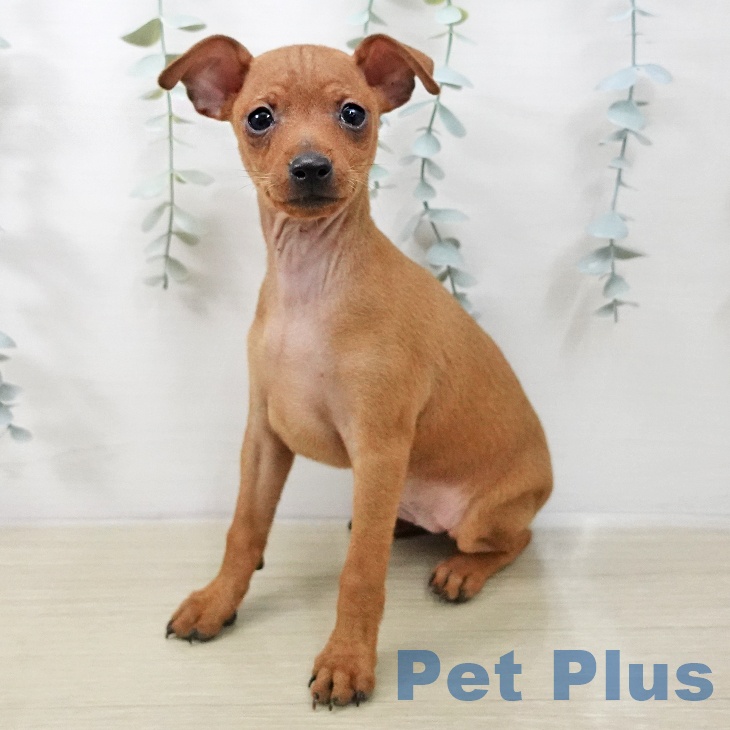 ミニチュア・ピンシャー