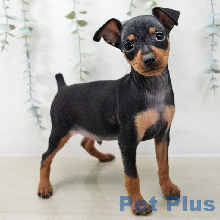 ミニチュア・ピンシャーの写真2