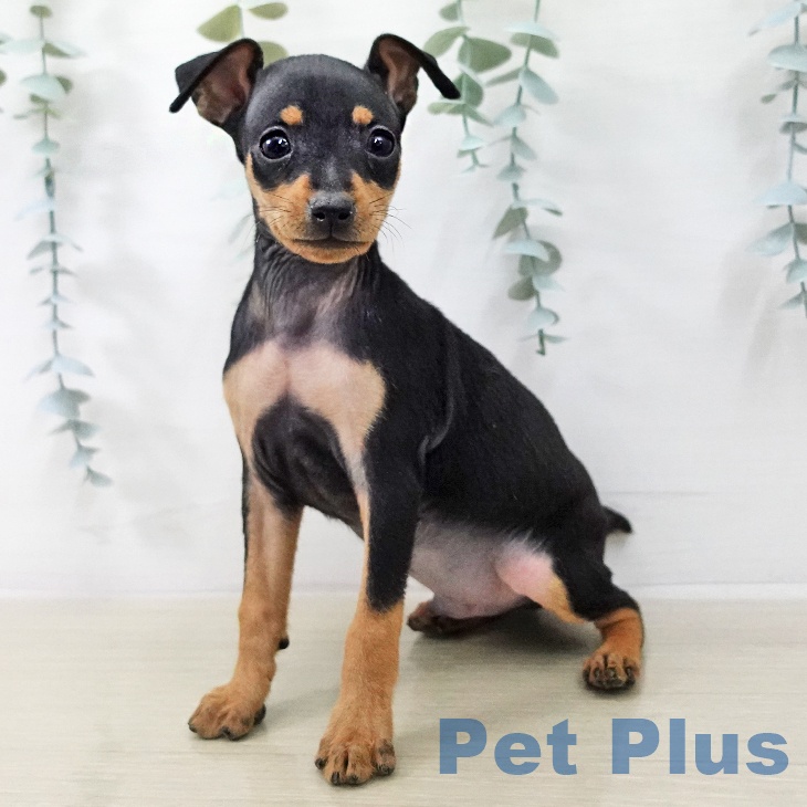 ミニチュア・ピンシャー