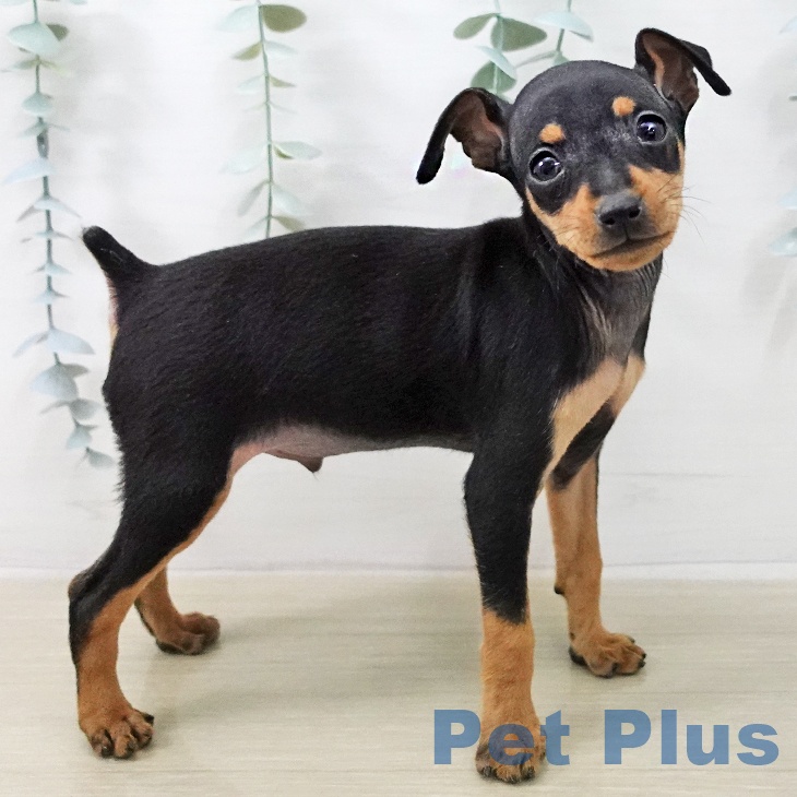 ミニチュア・ピンシャー