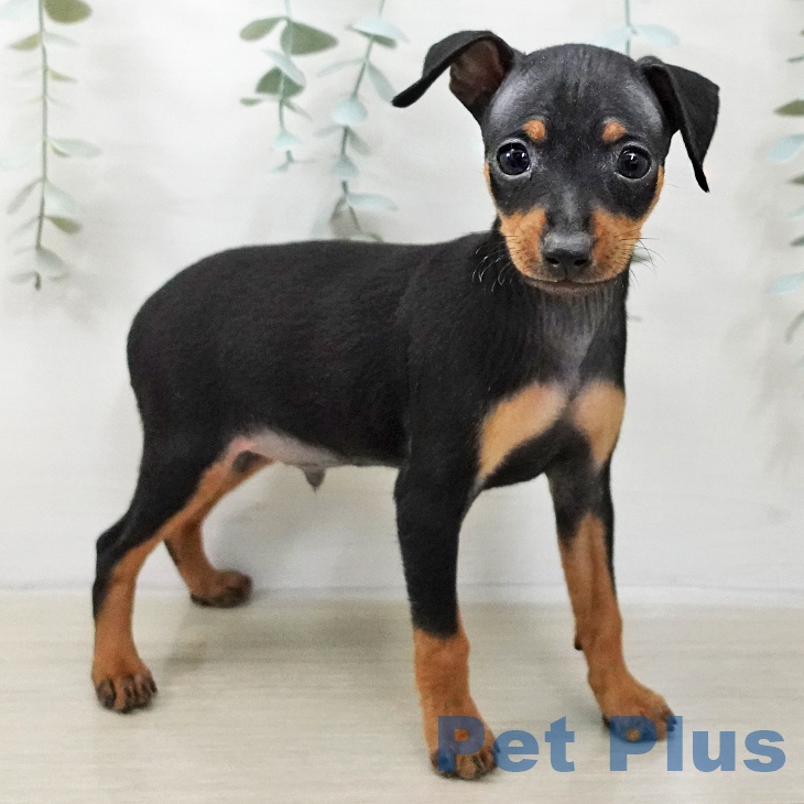 ミニチュア・ピンシャーの写真2