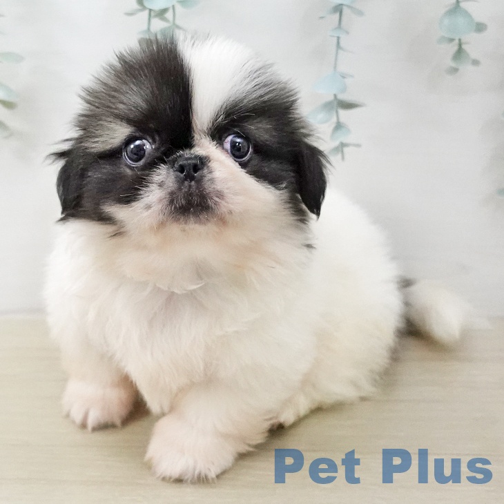 ペキニーズの写真2