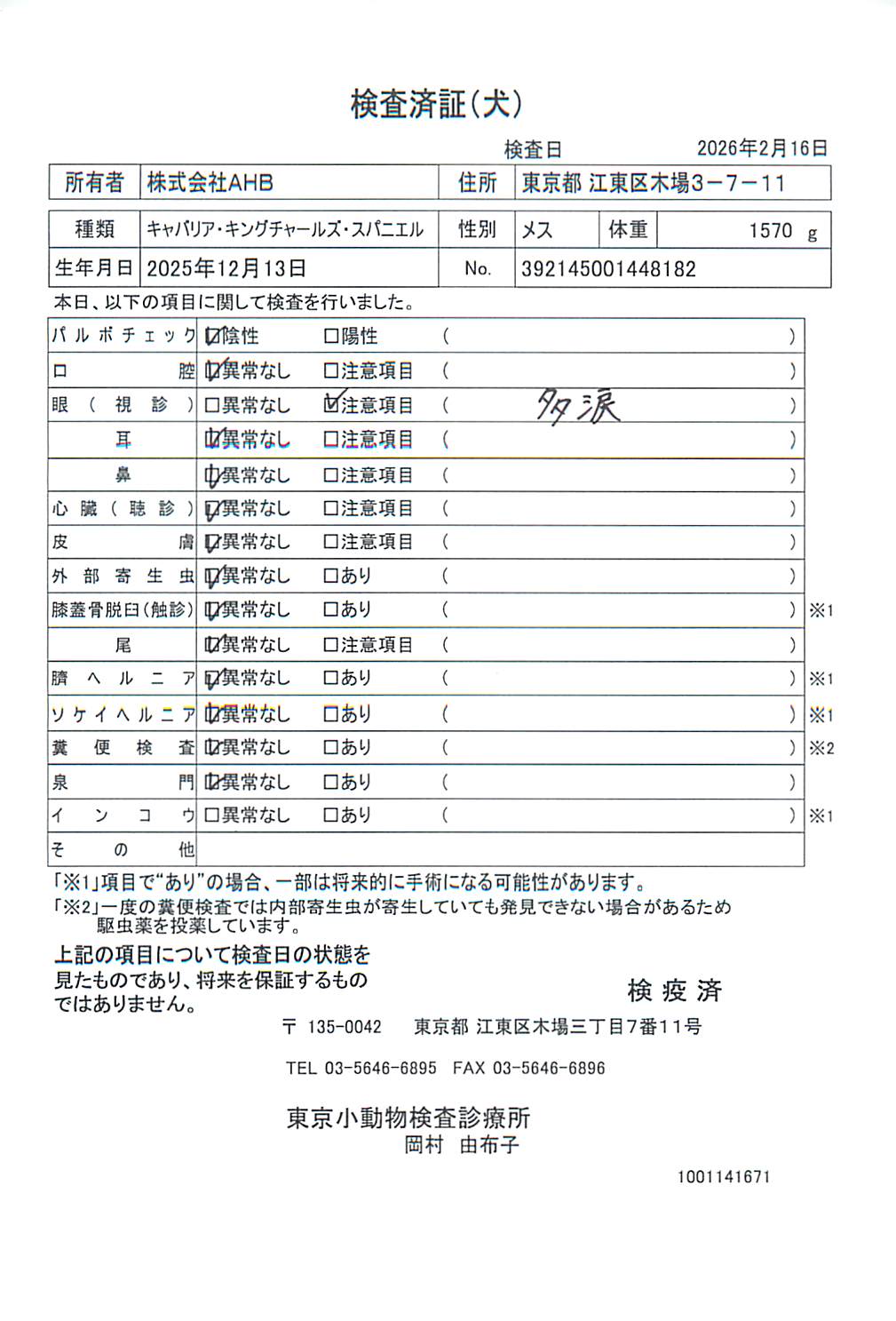 キャバリア・キングチャールズ・スパニエル