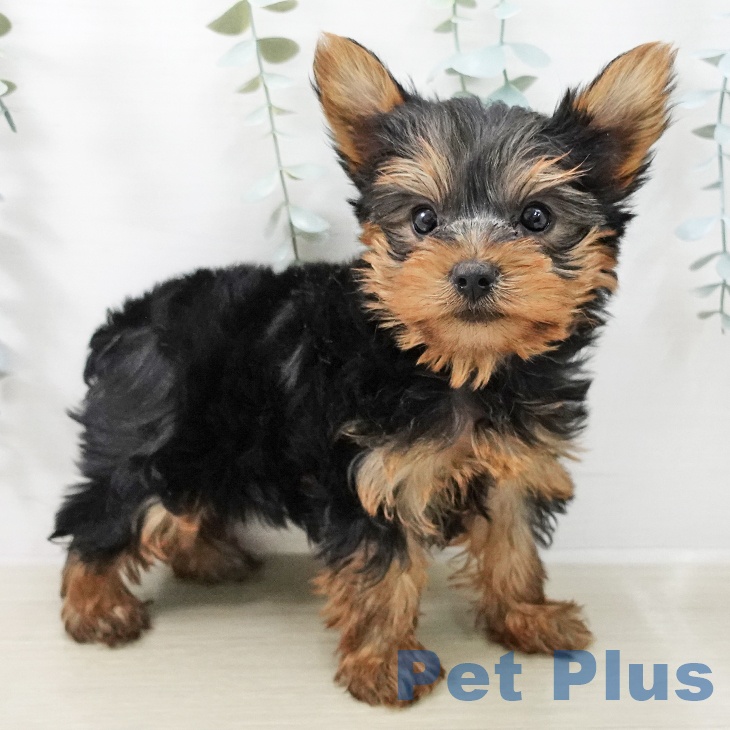 ヨークシャー・テリア