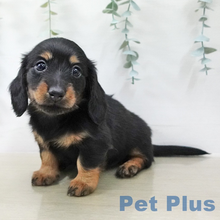 ミニチュア・ダックスフンド