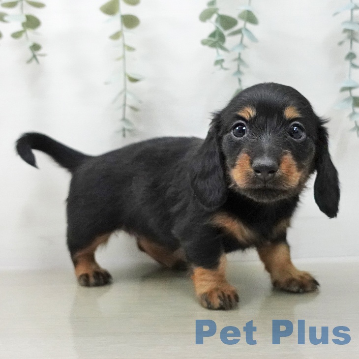 ミニチュア・ダックスフンド