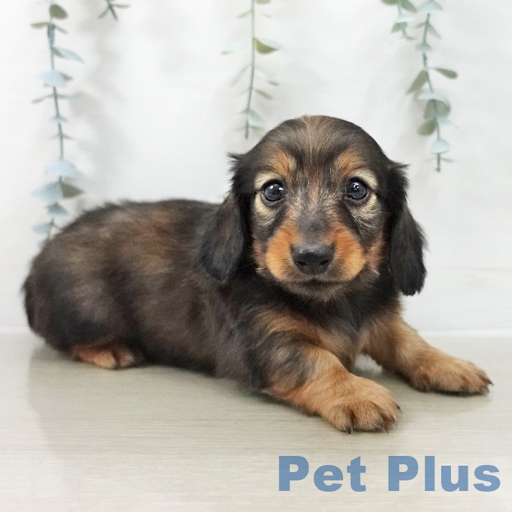 ミニチュア・ダックスフンドの写真2