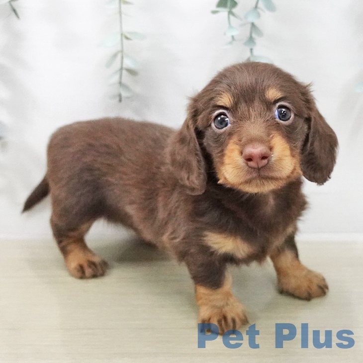 ミニチュア・ダックスフンド