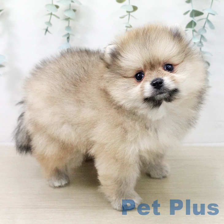 ポメラニアンの写真2