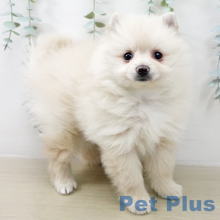 ポメラニアンの写真2