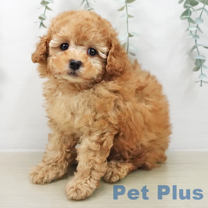 宮城県のトイプードル(トイ) (ペットプラス 仙台上杉店/2025年12月14日生まれ/男の子/アプリコット)の子犬の1枚目の画像