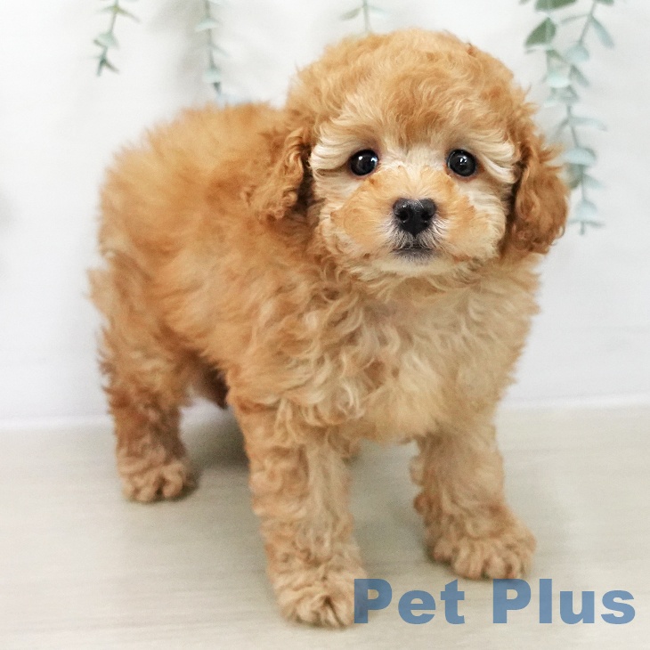 宮城県のトイプードル(トイ) (ペットプラス 仙台上杉店/2025年12月14日生まれ/男の子/アプリコット)の子犬の2枚目の画像