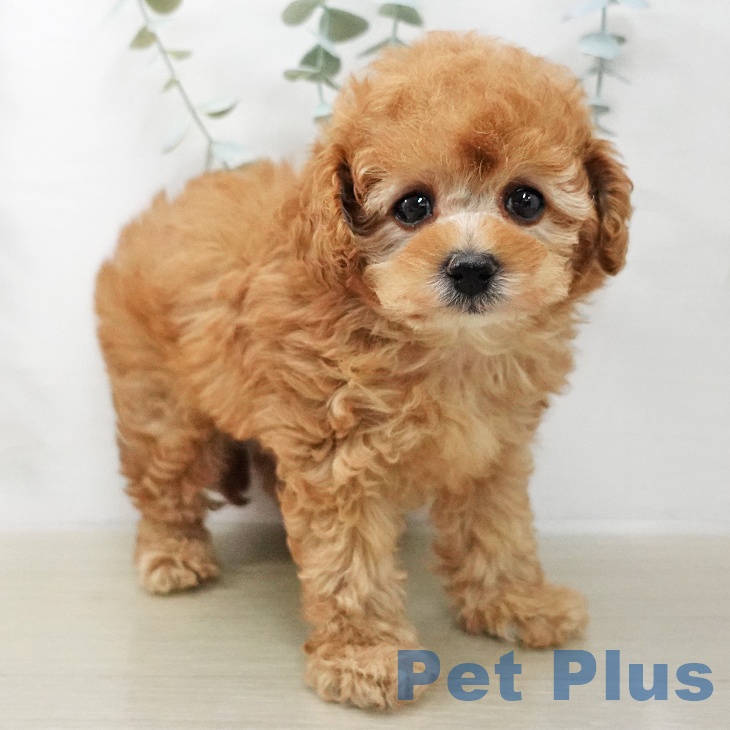 トイ・プードルの写真2