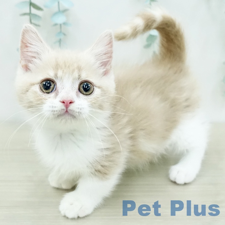 マンチカンの写真2