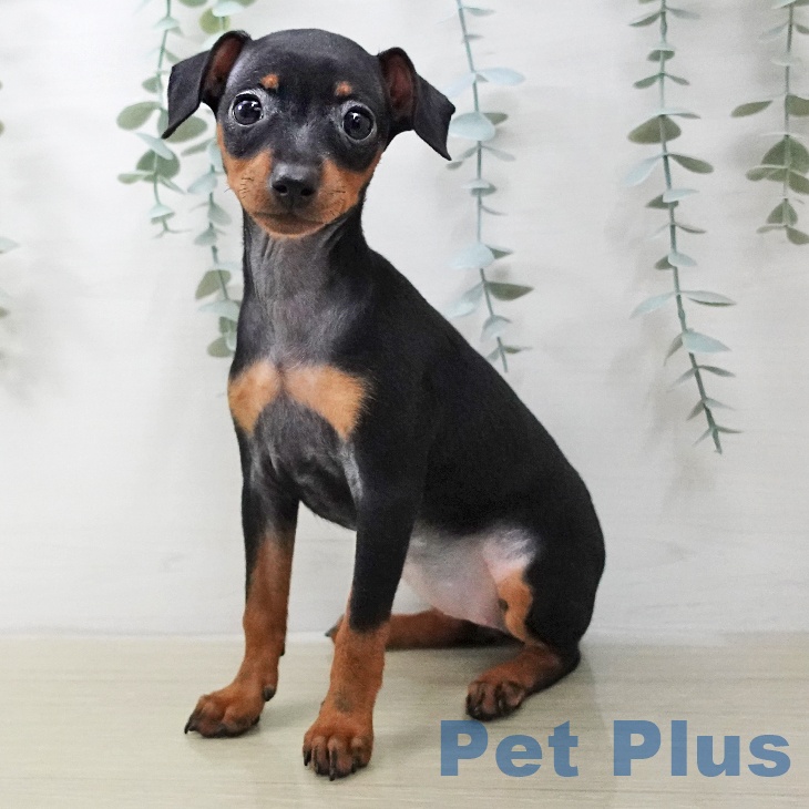 ミニチュア・ピンシャー