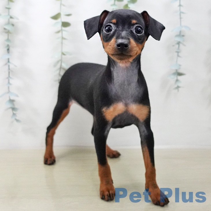 ミニチュア・ピンシャーの写真2