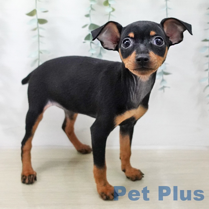 ミニチュア・ピンシャー