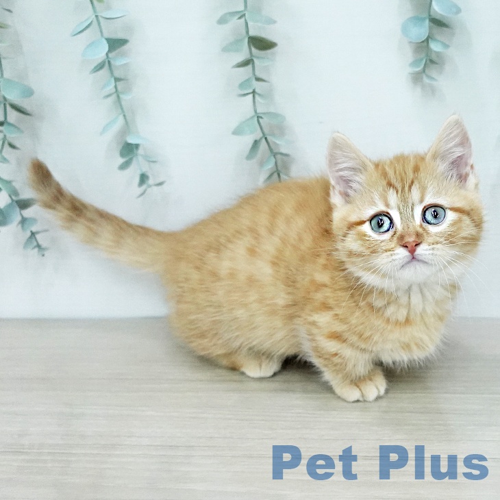 ミヌエットの写真2