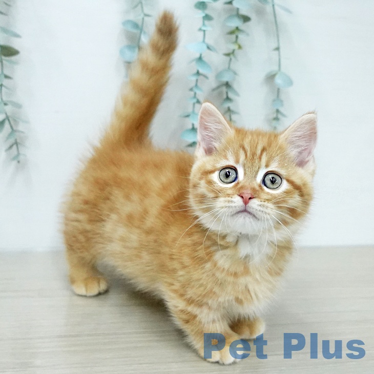 千葉県のミヌエット (ペッツワン 千葉ニュータウン店/2025年12月22日生まれ/男の子/レッドタビー)の子猫の2枚目の画像