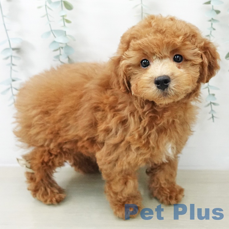 トイ・プードル