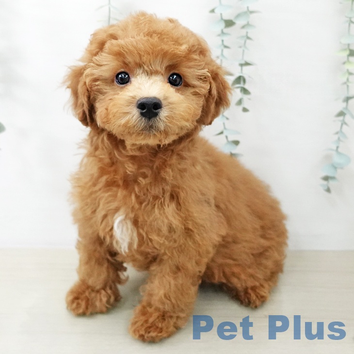 トイ・プードルの写真2