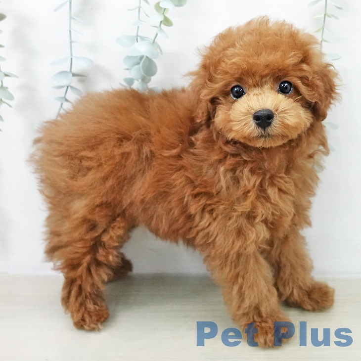 トイ・プードル