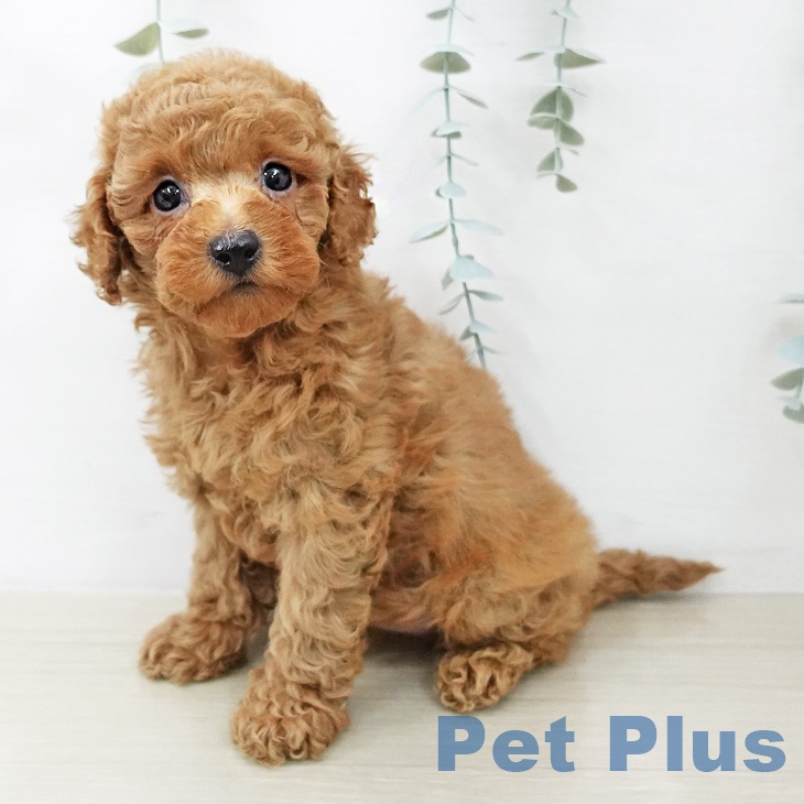 トイ・プードル