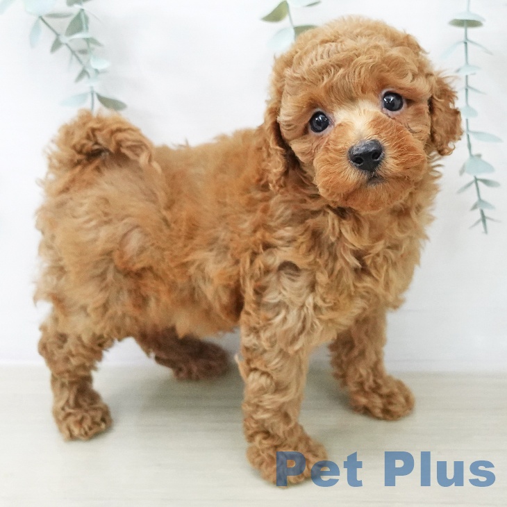 トイ・プードルの写真2