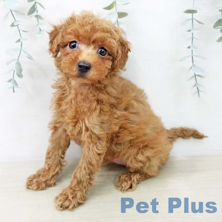 トイ・プードル