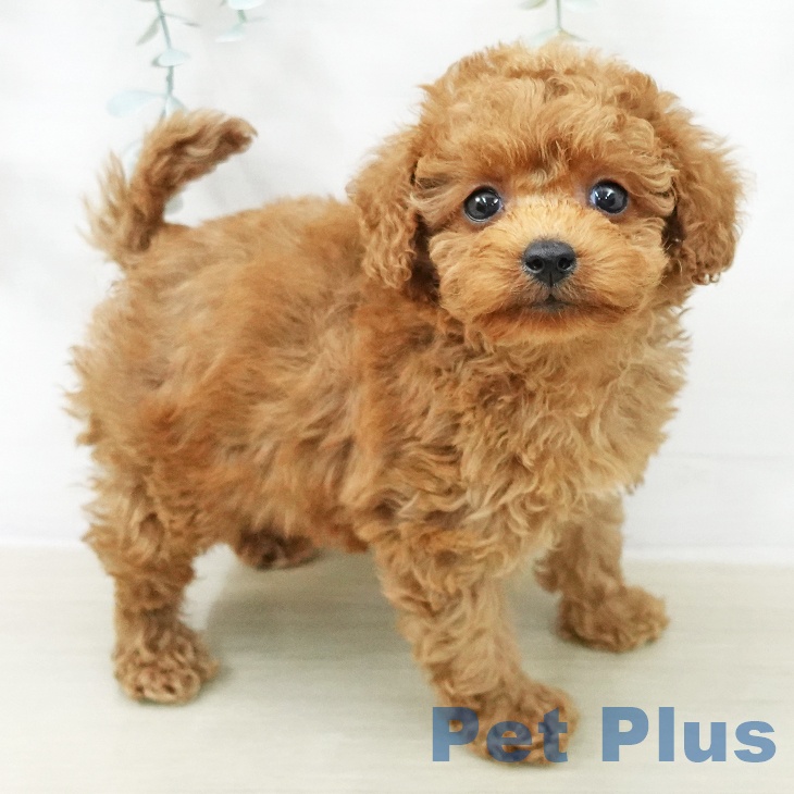 トイ・プードル