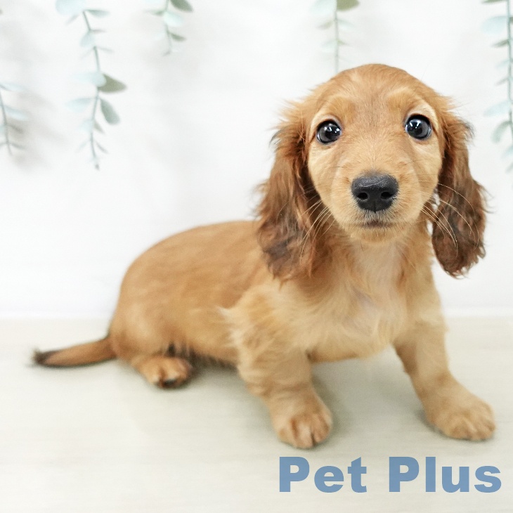 山梨県のミニチュアダックスフンド(ロング) (ペットプラス 甲府国母店/2025年12月14日生まれ/女の子/シェーデットレッド)の子犬の1枚目の画像