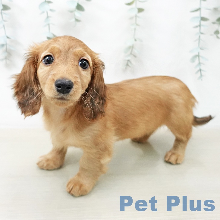 山梨県のミニチュアダックスフンド(ロング) (ペットプラス 甲府国母店/2025年12月14日生まれ/女の子/シェーデットレッド)の子犬の2枚目の画像