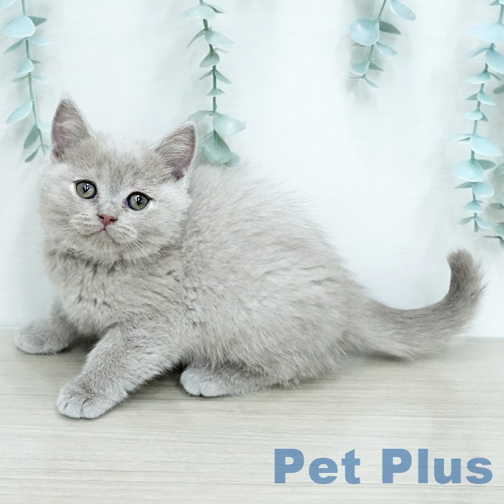 ブリティッシュショートヘア