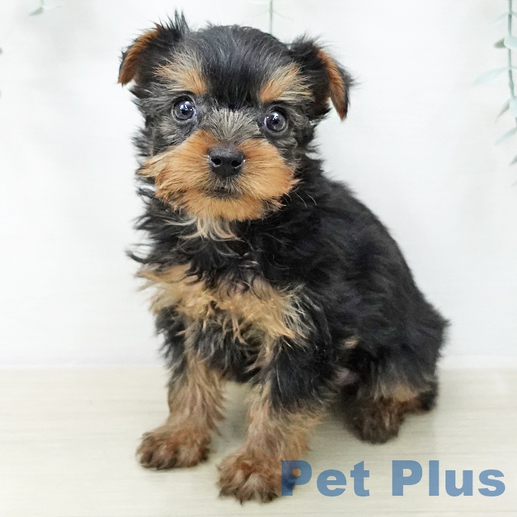神奈川県のヨークシャーテリア (ペットプラス テラスモール湘南店/2025年12月22日生まれ/女の子/スチールブルータン)の子犬の1枚目の画像
