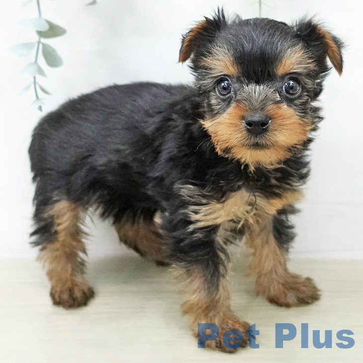 神奈川県のヨークシャーテリア (ペットプラス テラスモール湘南店/2025年12月22日生まれ/女の子/スチールブルータン)の子犬の2枚目の画像