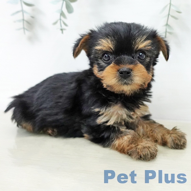 千葉県のヨークシャーテリア (ペットプラス 幕張新都心店/2025年12月22日生まれ/女の子/スチールブルータン)の子犬の2枚目の画像