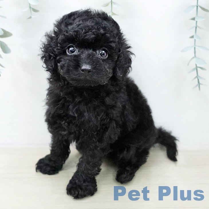 神奈川県のトイプードル(トイ) (ペットプラス 新百合丘店/2025年12月22日生まれ/男の子/ブラック)の子犬の1枚目の画像