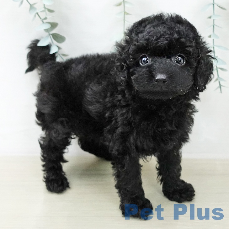 神奈川県のトイプードル(トイ) (ペットプラス 新百合丘店/2025年12月22日生まれ/男の子/ブラック)の子犬の2枚目の画像