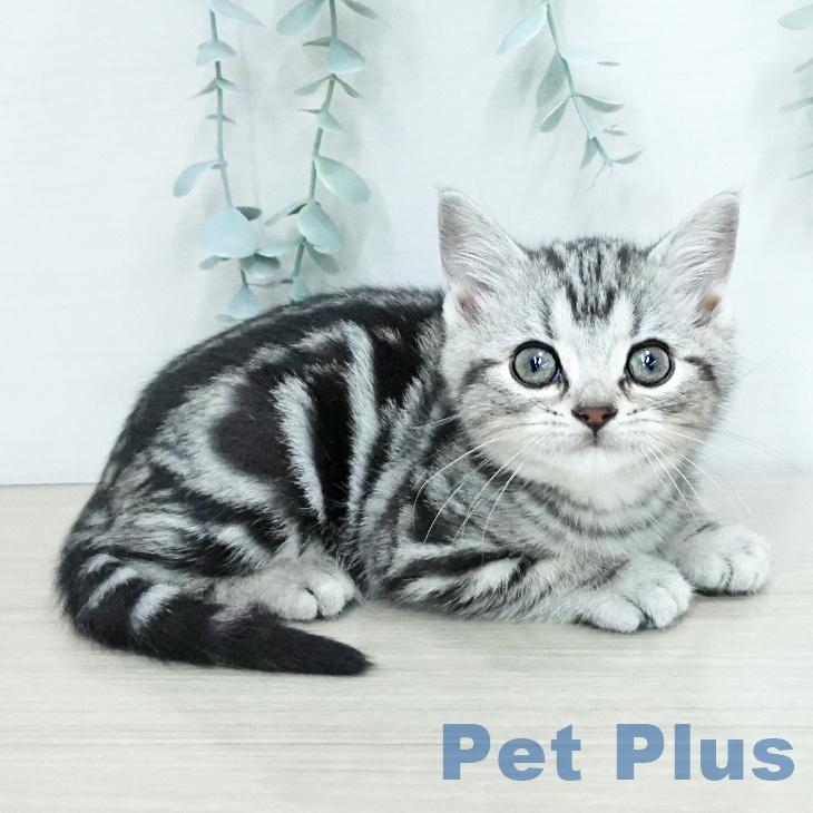 アメリカンショートヘア