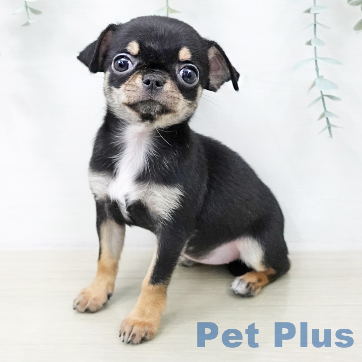 千葉県のチワワ(ロング) (ペットプラス 幕張新都心店/2025年12月20日生まれ/女の子/ブラックタンホワイト)の子犬の2枚目の画像