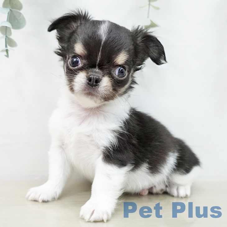 千葉県のチワワ(ロング) (ペットプラス 成田店/2025年12月21日生まれ/男の子/ブラックタンホワイト)の子犬の2枚目の画像