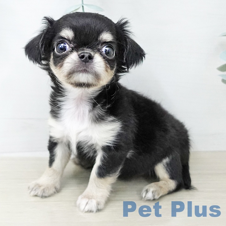 茨城県のチワワ(ロング) (ペットプラス つくば店/2025年12月21日生まれ/女の子/ブラックタン)の子犬の1枚目の画像