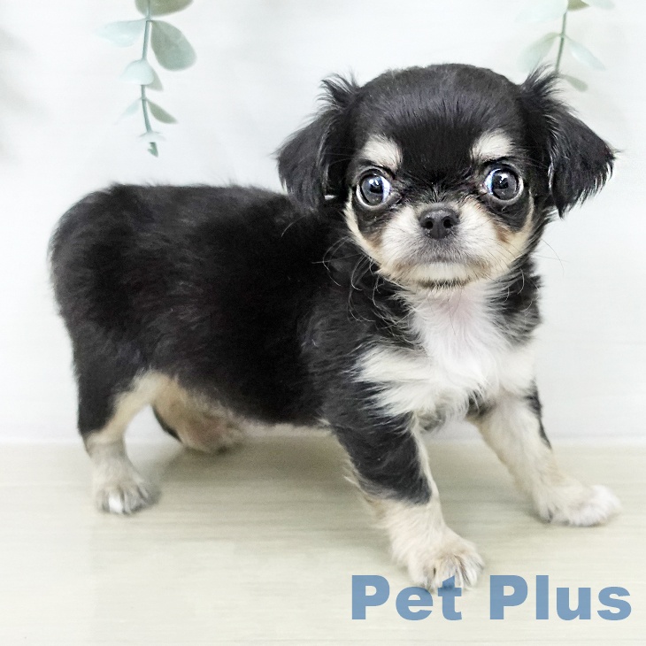 茨城県のチワワ(ロング) (ペットプラス つくば店/2025年12月21日生まれ/女の子/ブラックタン)の子犬の2枚目の画像