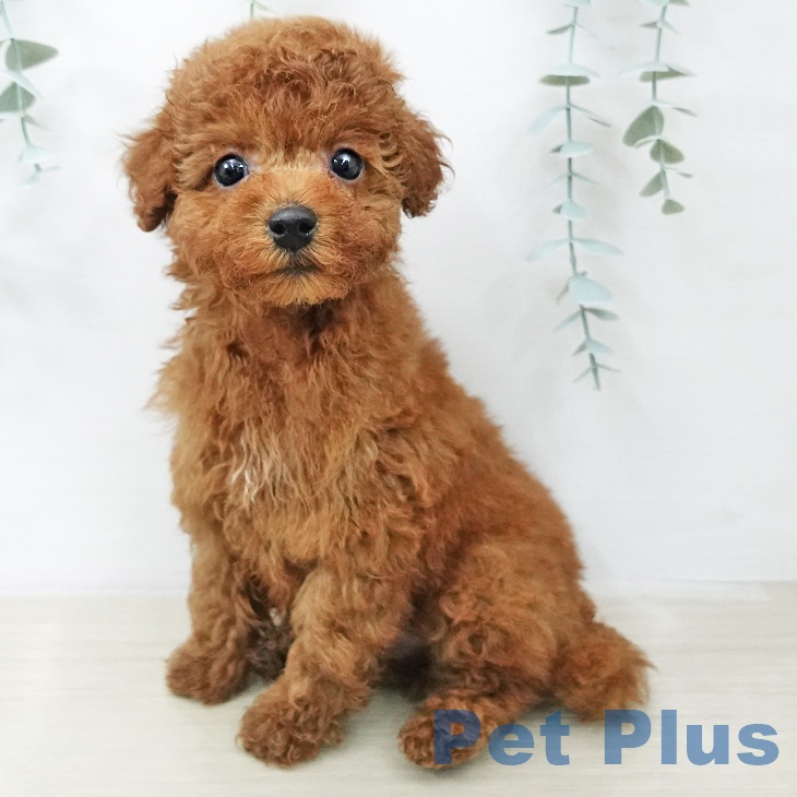 トイ・プードル