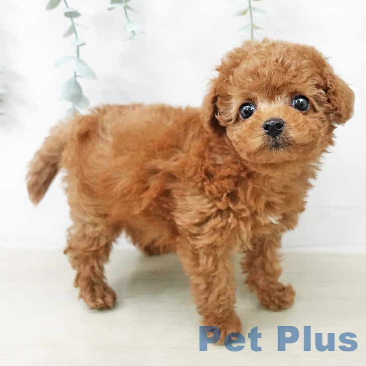 トイ・プードルの写真2