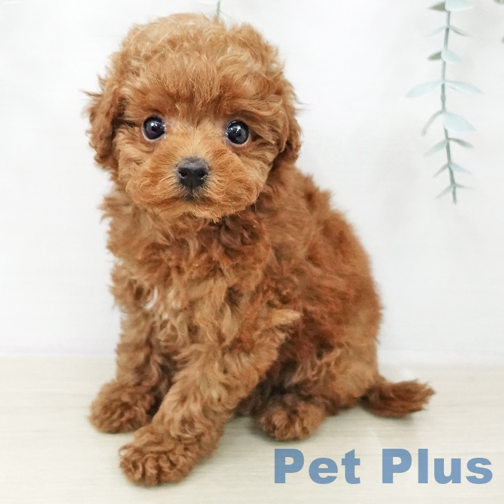 トイ・プードル