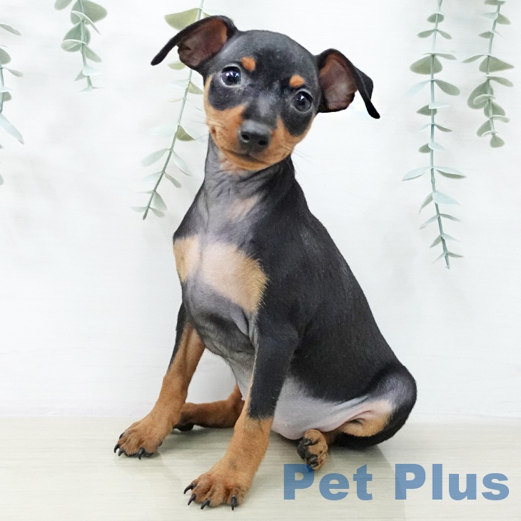 埼玉県のミニチュアピンシャー (ペットプラス 浦和美園店/2025年12月17日生まれ/女の子/ブラックタン)の子犬の1枚目の画像